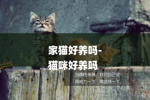家貓好養嗎-
貓咪好養嗎