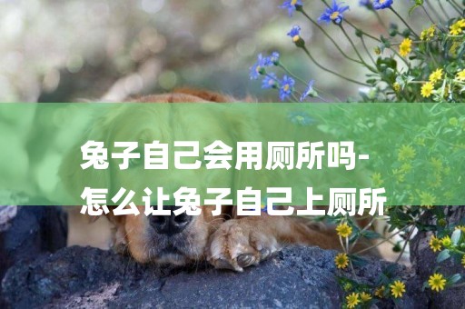 兔子自己會用廁所嗎-
怎么讓兔子自己上廁所