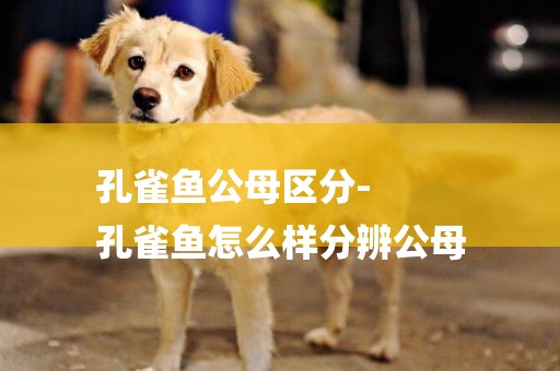 孔雀魚公母區分-
孔雀魚怎么樣分辨公母