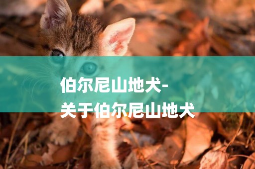 伯爾尼山地犬-
關于伯爾尼山地犬
