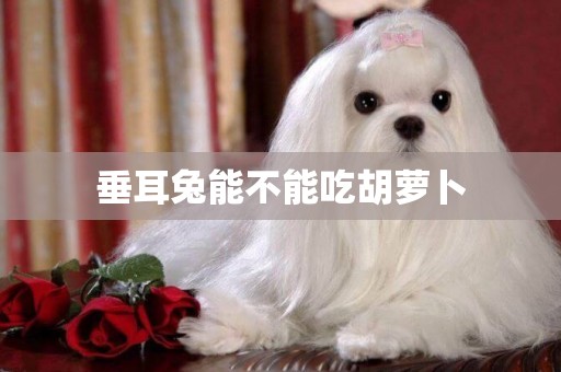 垂耳兔能不能吃胡蘿卜