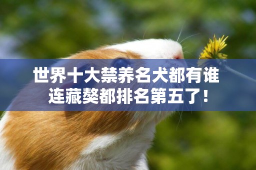 世界十大禁養名犬都有誰 連藏獒都排名第五了！