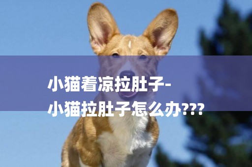 小貓著涼拉肚子-
小貓拉肚子怎么辦???