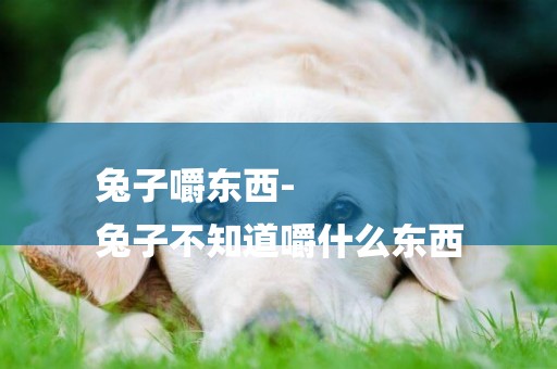 兔子嚼東西-
兔子不知道嚼什么東西