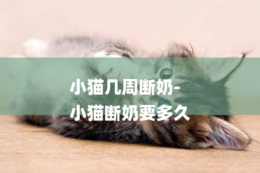 小貓幾周斷奶-
小貓斷奶要多久