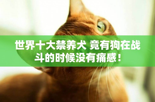 世界十大禁養犬 竟有狗在戰斗的時候沒有痛感！