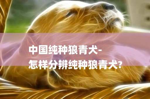中國純種狼青犬-
怎樣分辨純種狼青犬?