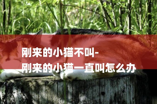 剛來的小貓不叫-
剛來的小貓一直叫怎么辦