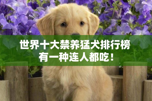 世界十大禁養猛犬排行榜 有一種連人都吃！