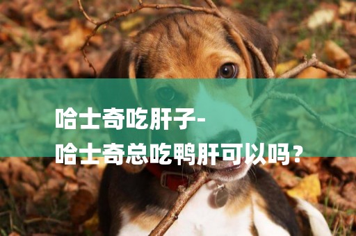 哈士奇吃肝子-
哈士奇總吃鴨肝可以嗎？
