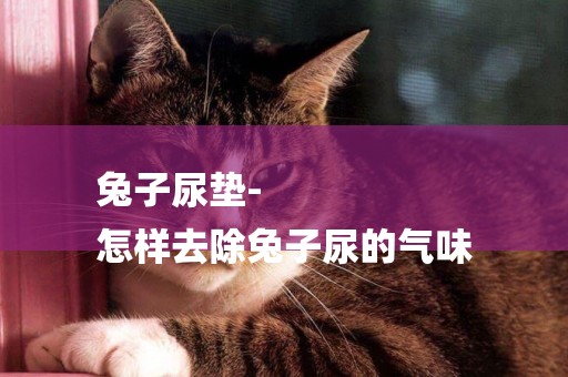 兔子尿墊-
怎樣去除兔子尿的氣味