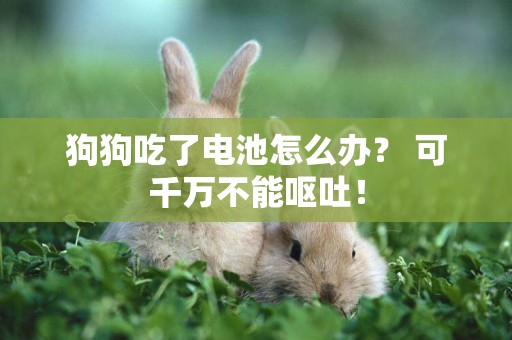狗狗吃了電池怎么辦？ 可千萬不能嘔吐！