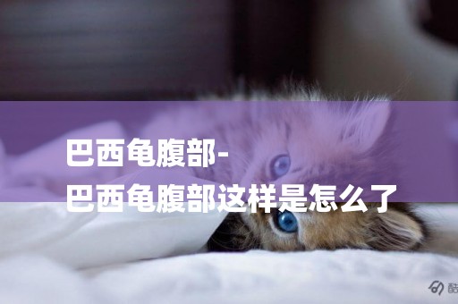 巴西龜腹部-
巴西龜腹部這樣是怎么了