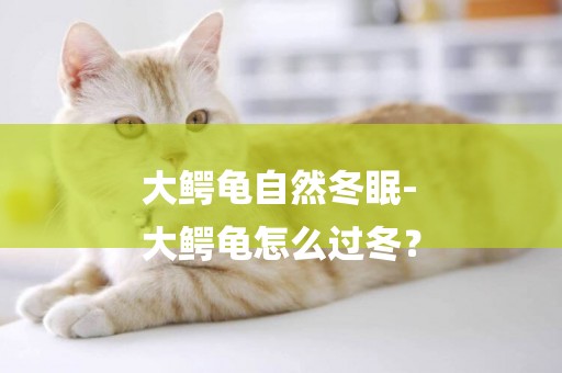 大鱷龜自然冬眠-
大鱷龜怎么過冬？
