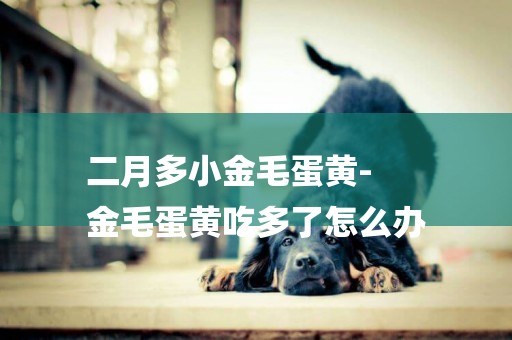 二月多小金毛蛋黃-
金毛蛋黃吃多了怎么辦