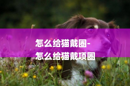 怎么給貓戴圈-
怎么給貓戴項圈