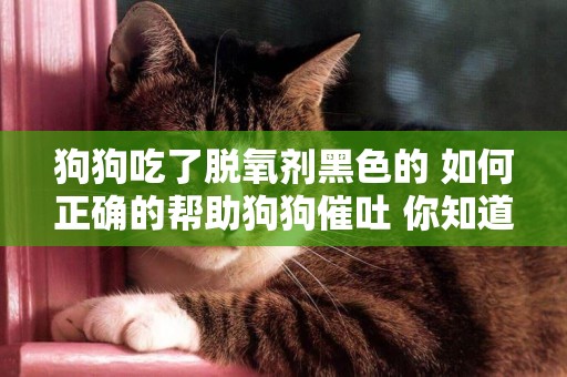 狗狗吃了脫氧劑黑色的 如何正確的幫助狗狗催吐 你知道嗎？