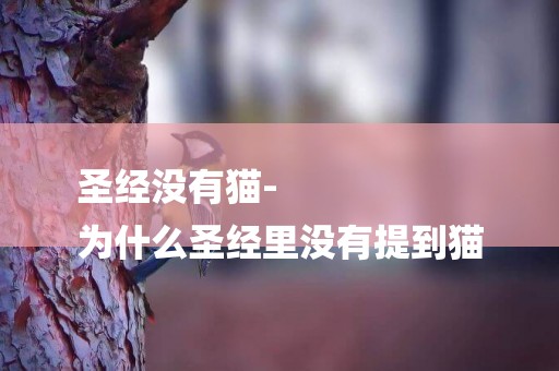 圣經沒有貓-
為什么圣經里沒有提到貓