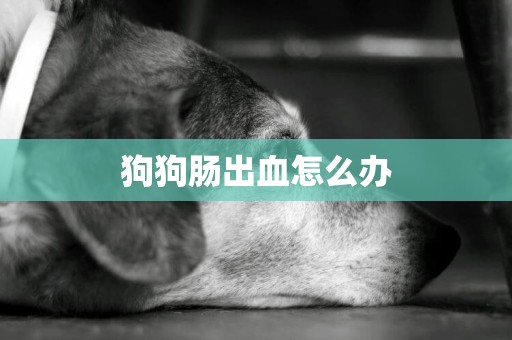狗狗腸出血怎么辦