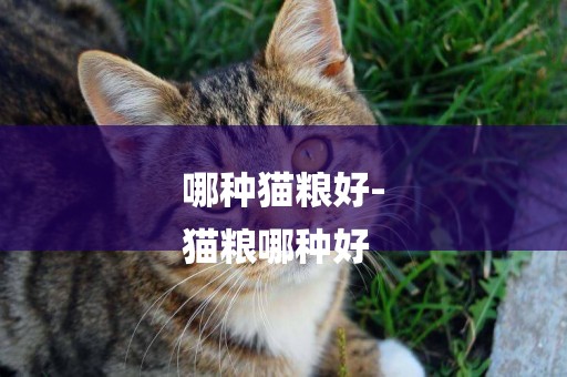 哪種貓糧好-
貓糧哪種好