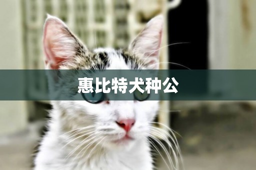 惠比特犬種公