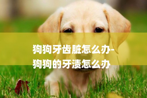 狗狗牙齒臟怎么辦-
狗狗的牙漬怎么辦