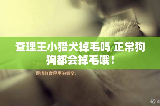 查理王小獵犬掉毛嗎 正常狗狗都會掉毛哦! 查理王小獵犬掉毛嗎 正常狗狗都會掉毛哦!