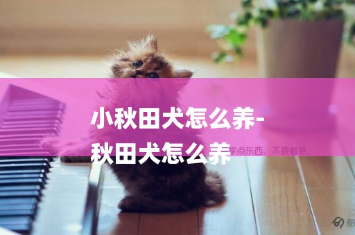小秋田犬怎么養-
秋田犬怎么養