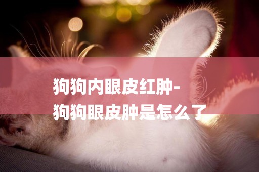 狗狗內眼皮紅腫-
狗狗眼皮腫是怎么了