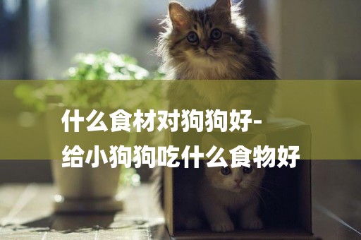 什么食材對狗狗好-
給小狗狗吃什么食物好
