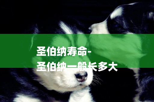圣伯納壽命-
圣伯納一般長多大