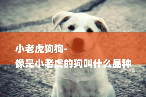 小老虎狗狗-
像是小老虎的狗叫什么品種