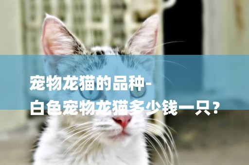 寵物龍貓的品種-
白色寵物龍貓多少錢一只？
