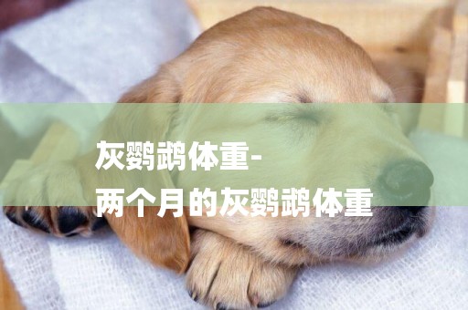 灰鸚鵡體重-
兩個月的灰鸚鵡體重