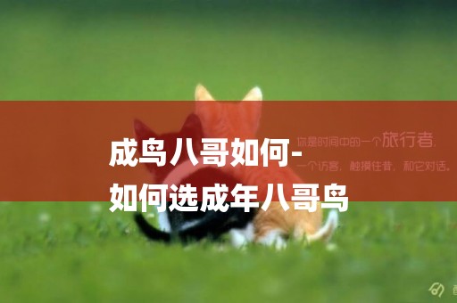 成鳥八哥如何-
如何選成年八哥鳥