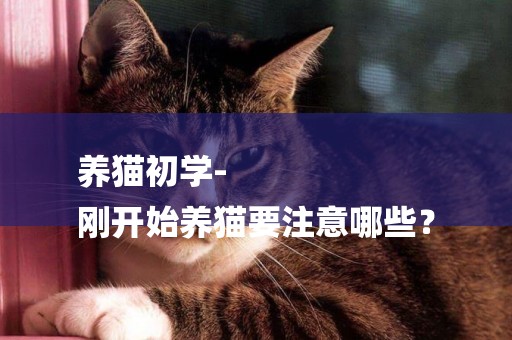 養貓初學-
剛開始養貓要注意哪些？