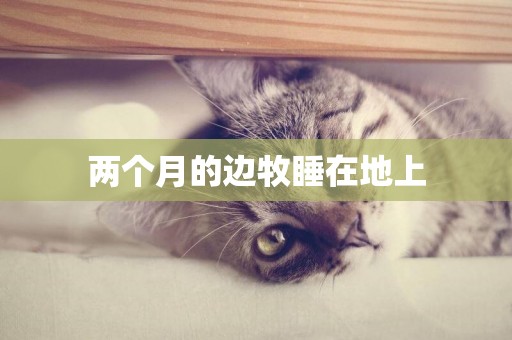 兩個月的邊牧睡在地上