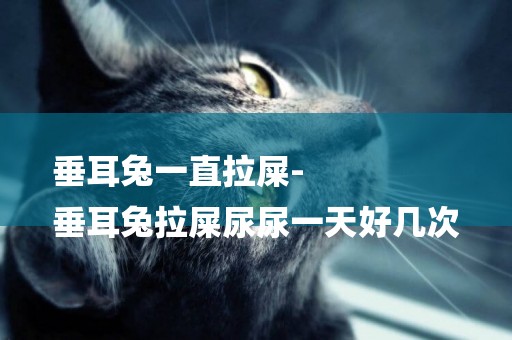 垂耳兔一直拉屎-
垂耳兔拉屎尿尿一天好幾次