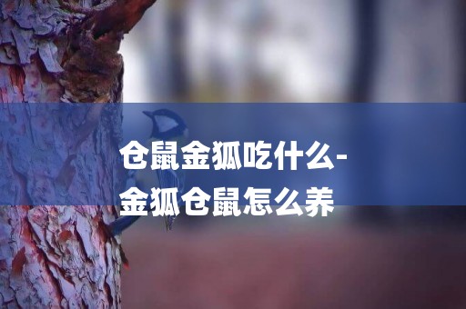 倉鼠金狐吃什么-
金狐倉鼠怎么養