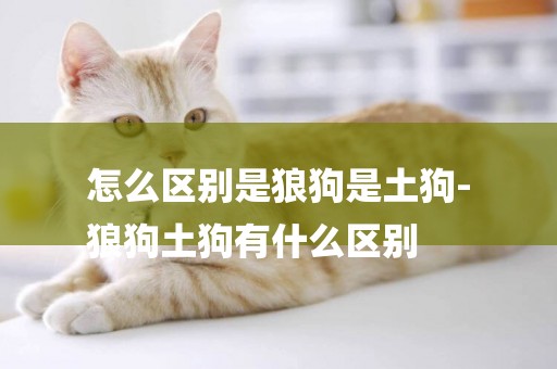 怎么區別是狼狗是土狗-
狼狗土狗有什么區別