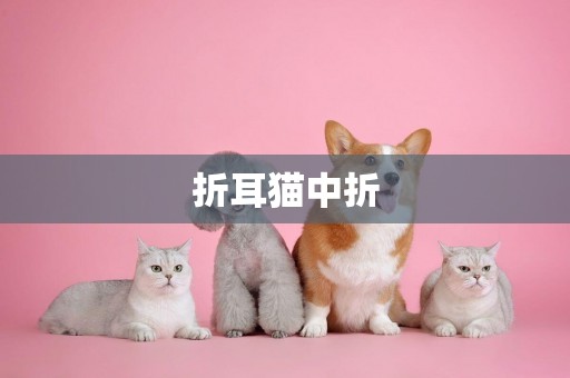 折耳貓中折