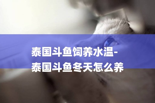 泰國斗魚飼養水溫-
泰國斗魚冬天怎么養