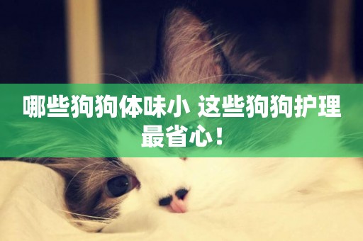 哪些狗狗體味小 這些狗狗護理最省心！
