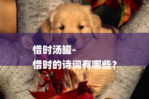 惜時湯罐-
惜時的詩詞有哪些？