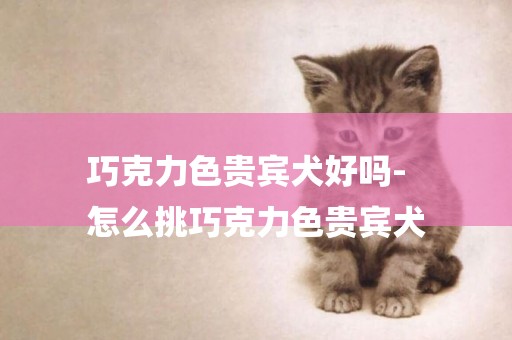 巧克力色貴賓犬好嗎-
怎么挑巧克力色貴賓犬