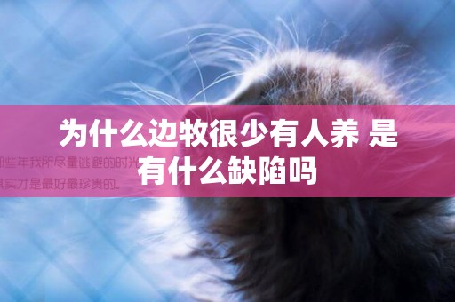 為什么邊牧很少有人養 是有什么缺陷嗎