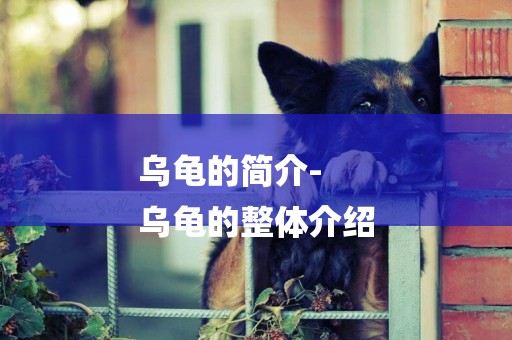 烏龜的簡介-
烏龜的整體介紹