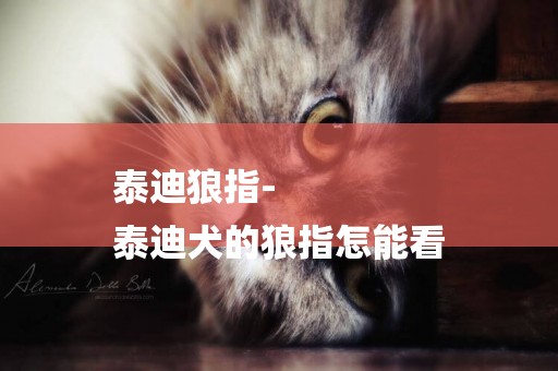 泰迪狼指-
泰迪犬的狼指怎能看