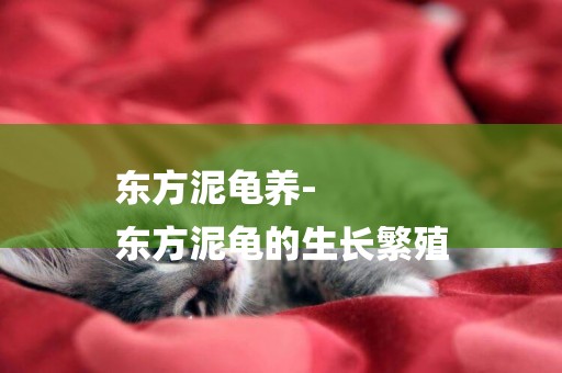 東方泥龜養-
東方泥龜的生長繁殖