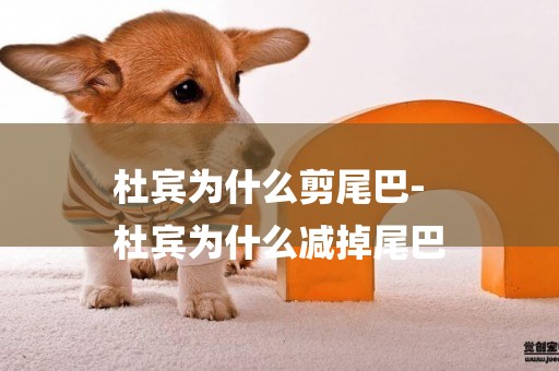 杜賓為什么剪尾巴-
杜賓為什么減掉尾巴